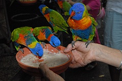 0123 Cairns Tropical Zoo